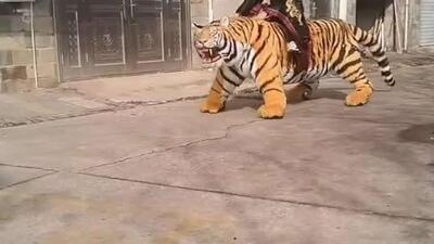  مرد باستانی سوار بر ببر رباتی باعث وحشت سگ بیچاره شد