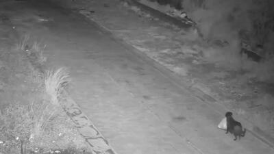  صاحب سگی برای جلوگیری از جریمه شدن، سگ خود را آموزش داد تا زباله‌ها را در جاهای مختلف بریزد