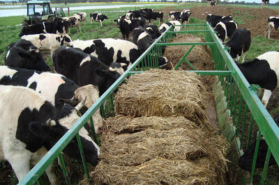  نوسانات بارندگی و ضعف زیرساخت تامین بذر، چالش اصلی توسعه علوفه در گلستان