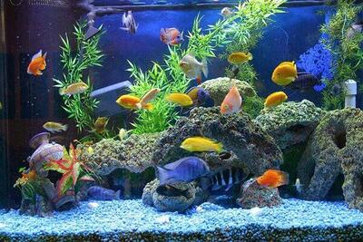  قیمت انواع ماهی ۲ اسفند ۱۴۰۴