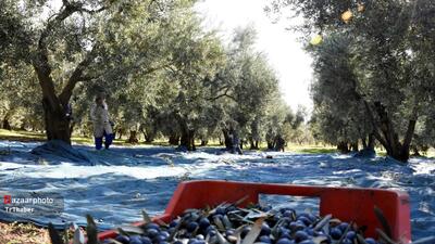  تولیدات باغات لرستان حدود ۳۵۰ تا ۳۶۰ هزار تن است