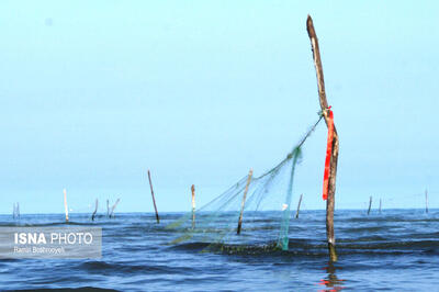 افزایش ۸۷ درصدی تولید آبزیان در بوشهر