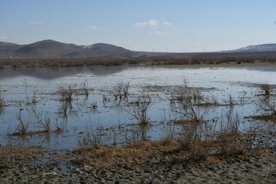  آغاز آبگیری تالاب بین‌المللی قوپی باباعلی