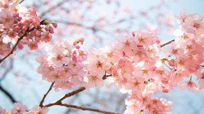  خودنمایی شکوفه‌های بهاری در زمستان آران و بیدگل