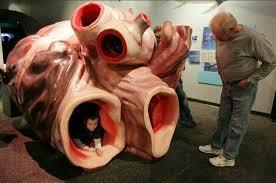  قلبی به اندازه یک ماشین در نهنگ ها