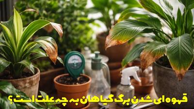  قهوه ای شدن برگ گیاهان به چه علت است؟ برای درمان آن چه باید کرد؟