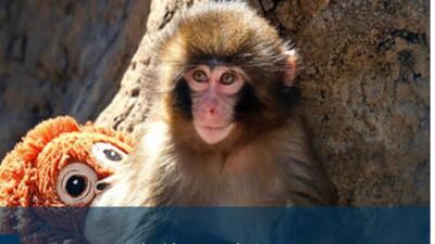  میمون کوچکی که دل اینترنت را لرزاند