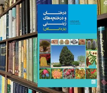  از کاج مشهدی تا سرو شیراز: نردبانی از آسمان