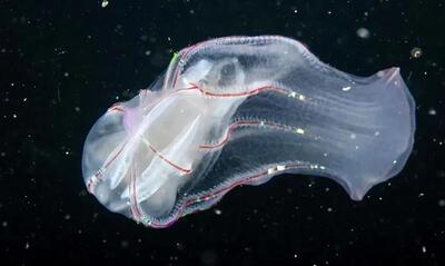  کشف ۶ گونه جدید از موجودات ژلاتینی پیشادایناسوری در آب‌های کلمبیا