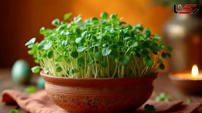  چگونه سبزه گاودانه ای پرپشت و زیبا برای نوروز داشته باشیم؟