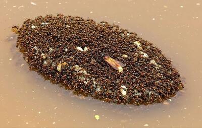  معماری شگفت‌انگیز مورچه‌های آتشین: ساخت قایق‌های زنده و ضدآب