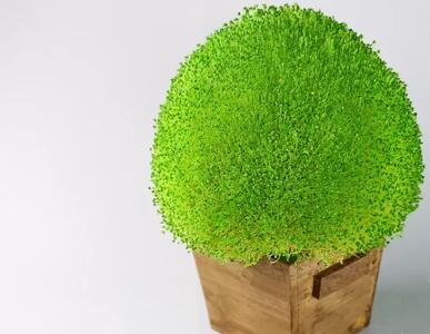  آموزش درست کردن سبزه عید نوروز با دانه چیا و یا تخم شربتی / زیباترین سبزه عید نوروز !