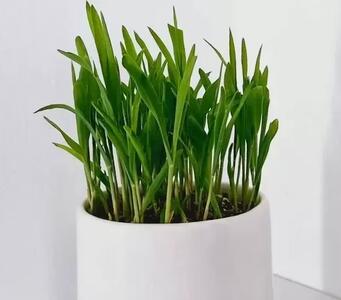  آموزش کاشت سبزه ذرت زیبا و فوری برای سفره هفت سین