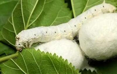  اعلام قیمت خرید تضمینی محصولات کشاورزی در بودجه ۱۴۰۵