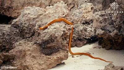  مار خوش‌شانس به لطف نیروی جاذبه از دهان کبرا فرار کرد