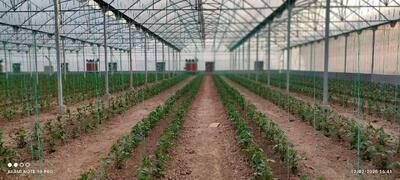  افتتاح و کلنگ زنی ۱۹ طرح گلخانه‌ای در فارس