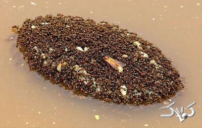  شناورهایی از جنس «مورچه» که هفته‌ها روی آب شناور می‌مانند | عکس - مجله اینترنتی کولاک