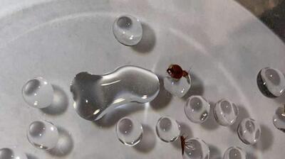  میگنا - ساس‌ها از آب می‌ترسند!