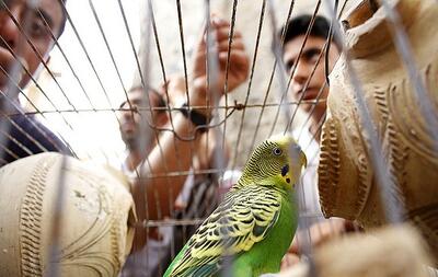  واحدهای پرنده‌فروشی در اصفهان ساماندهی می‌شود