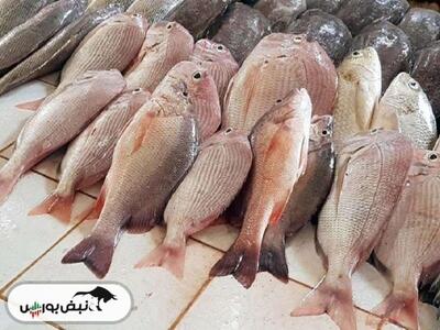  قیمت ماهی امروز یکشنبه ۳ اسفند ۱۴۰۴