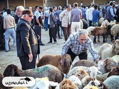  قیمت دام زنده امروز ۳ اسفند ۱۴۰۴