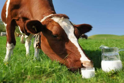  افزایش خطر تب مالت در فصل زایش دام‌ها