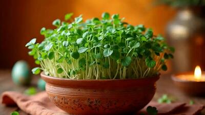  آموزش کاشت سبزه گاودانه برای نوروز | نکات طلایی رشد سریع و زیبا