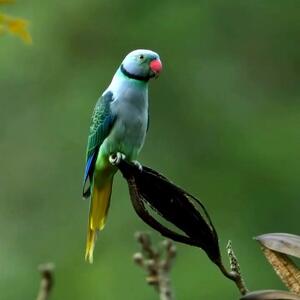  دزدیدن جوجه اردک توسط حواصیل تا زیبایی های چشم نواز در طبیعت