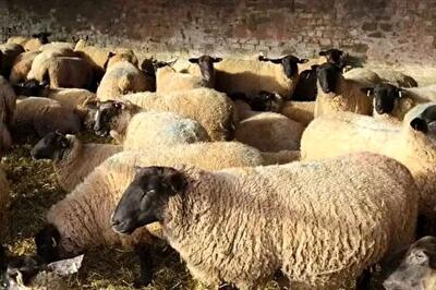  قیمت دام زنده امروز ۳ اسفند ۱۴۰۴ + جدول