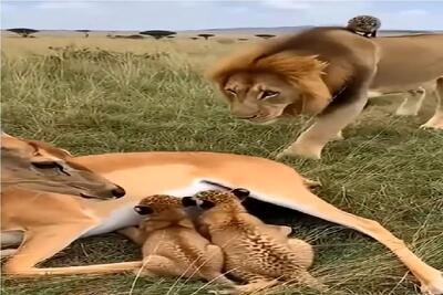  مستند حیات وحش؛ شیر نه تنها آهو رو نمیخوره لیسشم میزنه