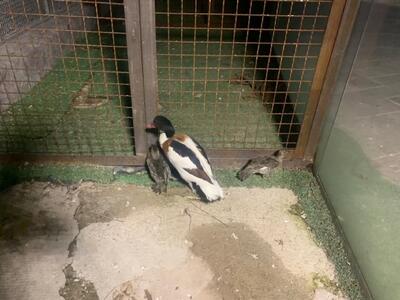  کشف و ضبط سه قطعه مرغابی کمیاب حین انتقال در ترمینال کرج/ انتقال از مرز به غرب کشور متوقف شد