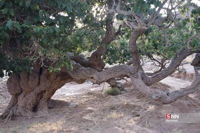  احیا و نجات درختان کهنسال محله طرشت با اجرای طرح ترمیم تنه