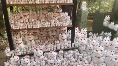  روز گربه در ژاپن در 22 فوریه جشن گرفته می‌شود