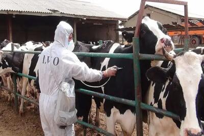  هشدار درباره مصرف شیر فله در ماه‌های پرخطر تب مالت