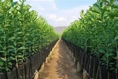  تولید 30 میلیون اصله نهال شناسه‌دار میوه