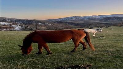  نفس تازه زمین در واپسین روز‌های زمستان در دشت گهواره بسطام + فیلم