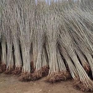  خرید نهال صنوبر یارانه‌ای یکساله با قیمت استثنایی ۷ هزار تومان