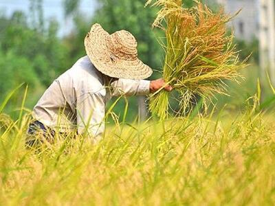  توزیع ۵ هزار تن برنج تنظیم بازاری
