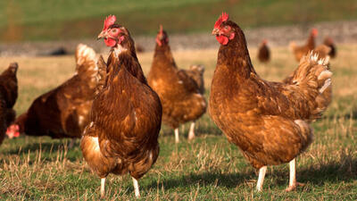  پرورش مرغ بومی؛ راهکاری کم‌هزینه برای اشتغال زنان روستایی؟