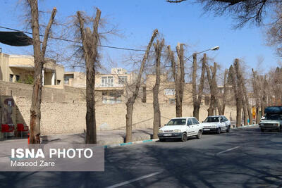  هرس علمی درختان؛ راهکاری کم‌هزینه برای سلامت باغات و کاهش مصرف سموم؟