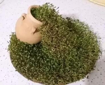  سبزه عید امسال رو همینقدر متفاوت بکار ! بسیار زیبا و دیدنی