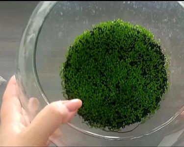  کاشت سبزه در تنگ ماهی ! قدم به قدم با این روش ساده