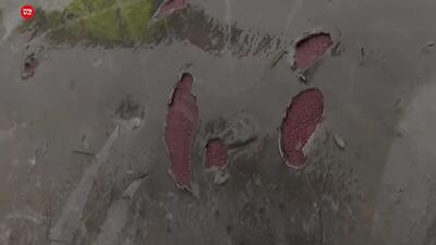  پایان تلخ 6 نهنگ عنبر در دانمارک + فیلم