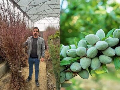  فروش انواع نهال بادام برای هر اقلیمی، از مناطق گرمسیر تا سردسیر