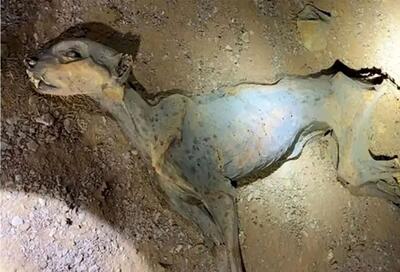  کشف یوزپلنگ‌های مومیایی‌شده در غارهای شمال عربستان