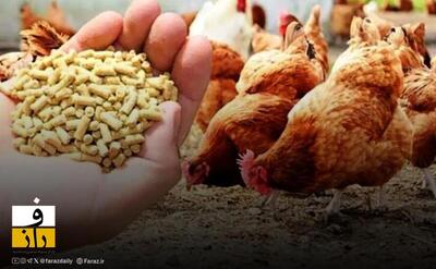  هشدار مرغداران نسبت به اثر گرانی نهاده ها بر قیمت مرغ