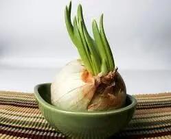  چگونه بفهمیم پیاز فاسد شده؟