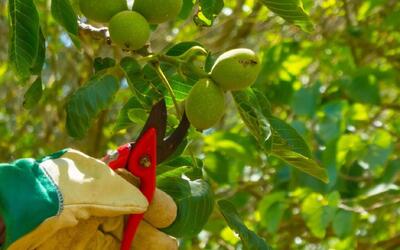  آموزش اصول علمی هرس درخت گردو برای افزایش محصول