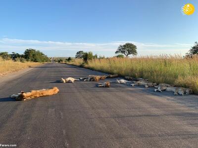  ببینید | شیرها جاده را تصاحب کردند؛ توقف ترافیک در پارک ملی اوگاندا