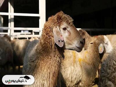 قیمت دام زنده امروز ۴ اسفند ۱۴۰۴